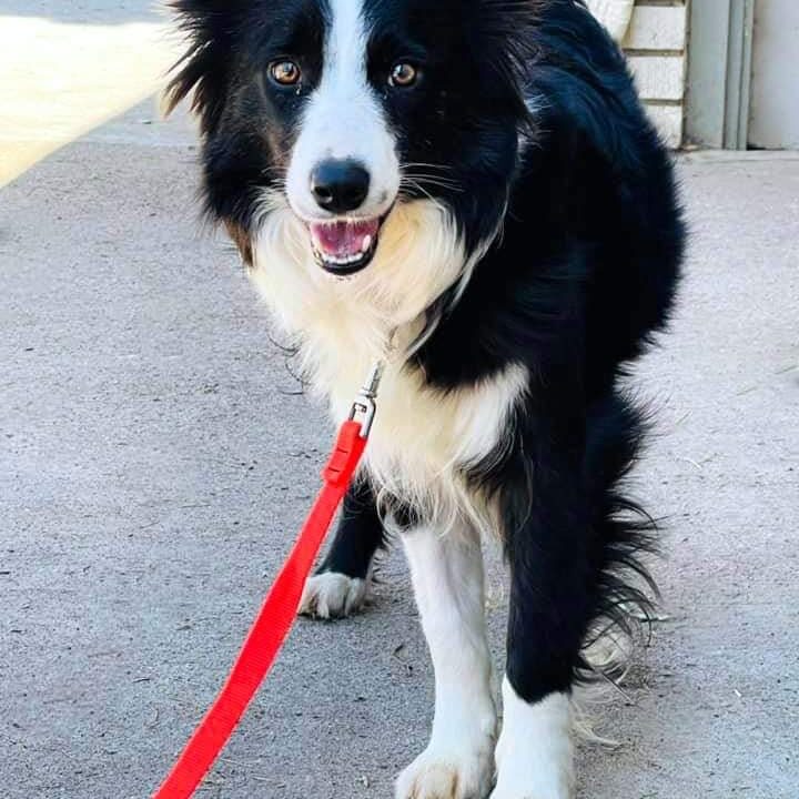 Border 2024 collie adoption